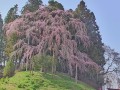 二本松市 合戦場のしだれ桜