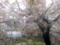 目黒川桜並木