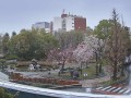 荒川公園の桜