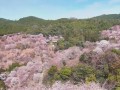 奈良・吉野山の桜