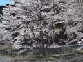 津市美杉町の桜