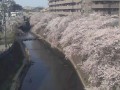 大岡川の桜