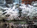 目黒川の桜