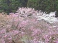 川上村 あきつの小野公園