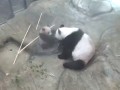 上野動物園のパンダ