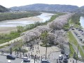八幡市 さくらであい館前