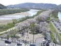 八幡市 さくらであい館前