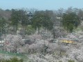 上越市 高田城址公園の桜