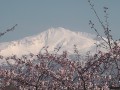 にかほ市 観音潟・竹嶋潟の桜