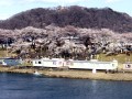 白石川堤一目千本桜