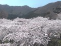 五稜郭公園・函館公園の桜