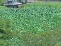 上越市 高田公園の蓮