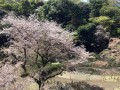 三隅大平桜