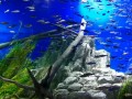 サケのふるさと千歳水族館