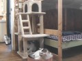 保護猫 笑にゃんこ王国
