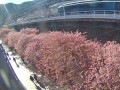 河津駅前桜並木