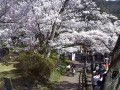 高遠城址公園の桜