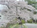 本荘公園の桜