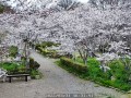美浜町 心月齋の梅と桜