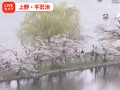 上野・不忍池の桜 (日テレ)