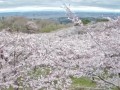 大崎市 加護坊山の桜