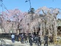 角館の桜まつり