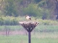 渡良瀬遊水地 生井桜づつみのコウノトリ