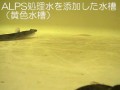 東電海洋生物飼育試験 (ヒラメ)