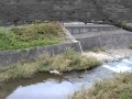 湯殿川 東橋 