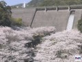 長崎市 西山ダムの桜