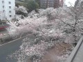 播磨坂 (文京さくらまつり)