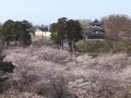 高田城址公園の桜(TeNY)