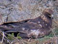 伊吹山のイヌワシ子育て
