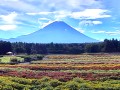 富士本栖湖リゾート 虹の花まつり