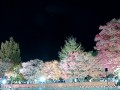 富士河口湖紅葉まつり メイン会場