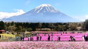 PickUp - 富士芝桜まつり