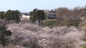 PickUp - 高田城址公園の桜(TeNY)